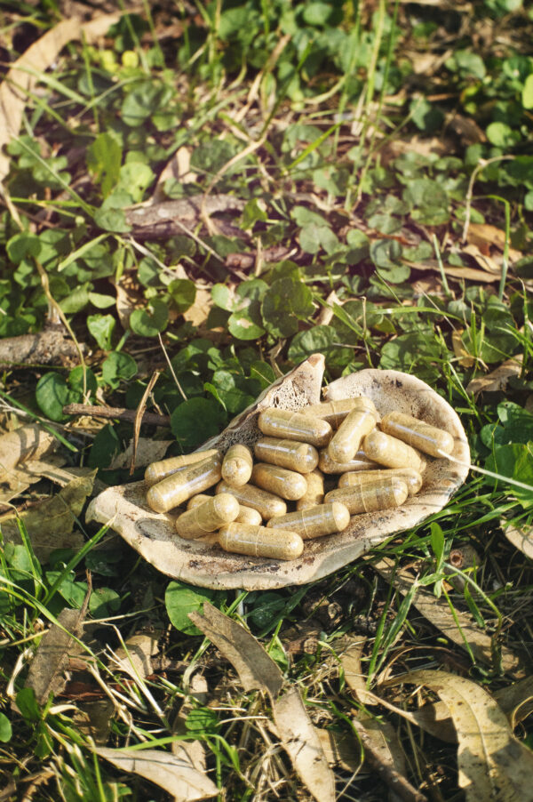 Cápsulas de Reishi